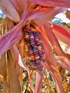 Seneca Red Stalker Ornamental Corn