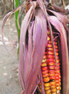 Seneca Red Stalker Ornamental Corn