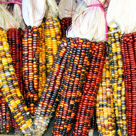 Rainbow Ornamental Corn