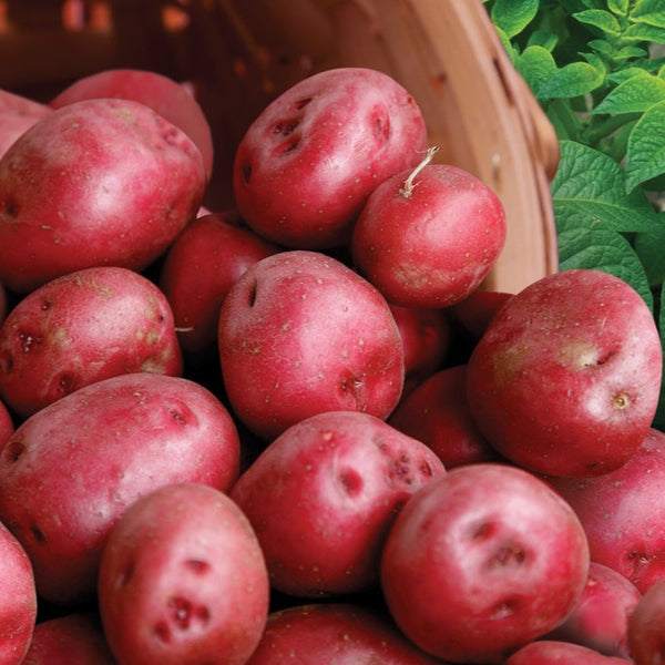 PRE-ORDER NOW! SHIPS MARCH 2024 - 3 Colors Mix Seed Potatoes