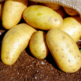 PRE-ORDER NOW! SHIPS MAY 2024 - Yukon Gold Seed Potatoes