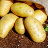 3 Colors Mix Seed Potatoes
