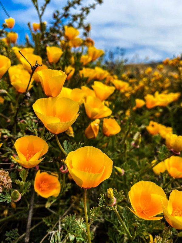 Coastal California Poppy