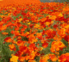 Mikado California Poppy