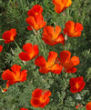 Mikado California Poppy