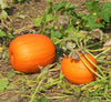 Jack O' Lantern Pumpkin