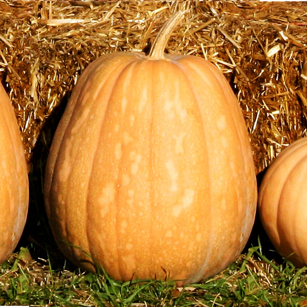 Dickinson Pumpkin (Kentucky Field)