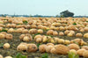 Dickinson Pumpkin (Kentucky Field)