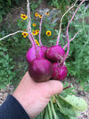 Purple Plum Radish