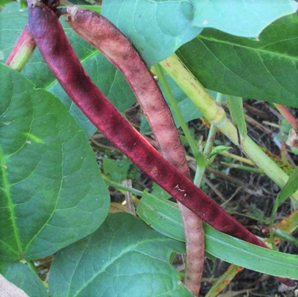 Red Ripper Cowpea Seeds | Small Mexican Red Beans Turtle Pea Southern ...