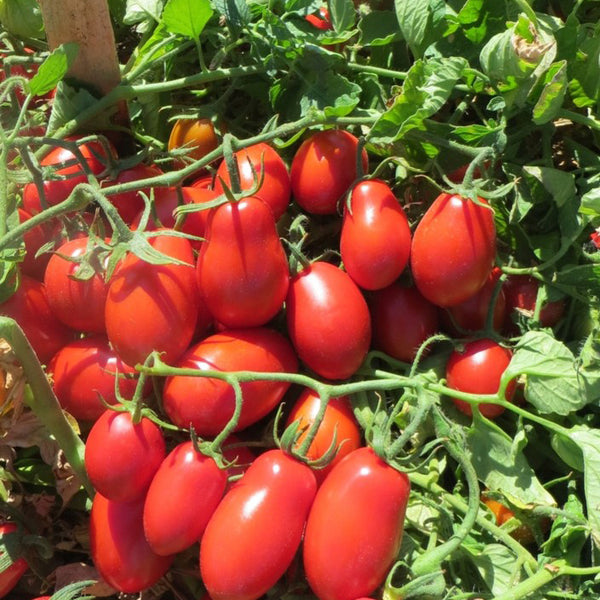 Roma Tomato Seeds | Determinate Italian Plum Tomatoes Pomodoro Paste ...