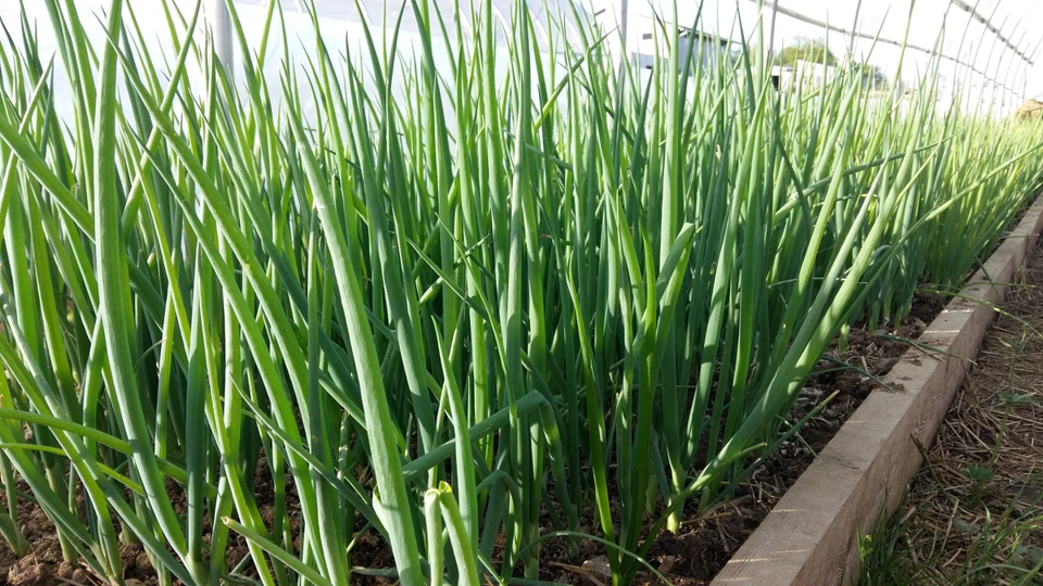 Tokyo Long White Bunching Onion Seeds - Heirloom, Non-gmo, Open Tokyo Long White Bunching Onion Seeds - Heirloom, Non-gmo, Open