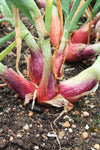 PRE-ORDER NOW! SHIPS MARCH 2024 - Monique French Shallot Sets (Bulbs)