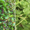 Red and Green Mix Malabar Spinach