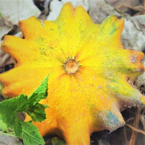 Sun Star Ornamental Gourd