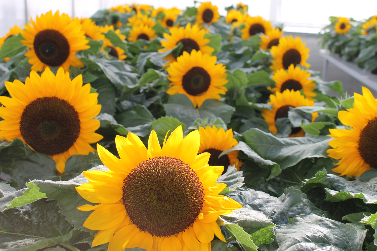 Dwarf Sunspot Sunflower Seeds | Helianthus Anuus Short Stuff Yellow Sun ...