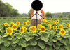 Dwarf Sunspot Sunflower