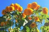Tall Teddy Bear Sunflower