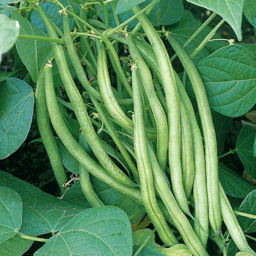 Tender String Beans Improved Tendergreen Green Bean Seeds | Downy Powdery Mildew Resistant ...