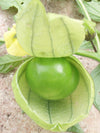 Toma Verde Tomatillo