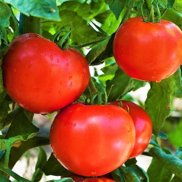 Floridade Tomato