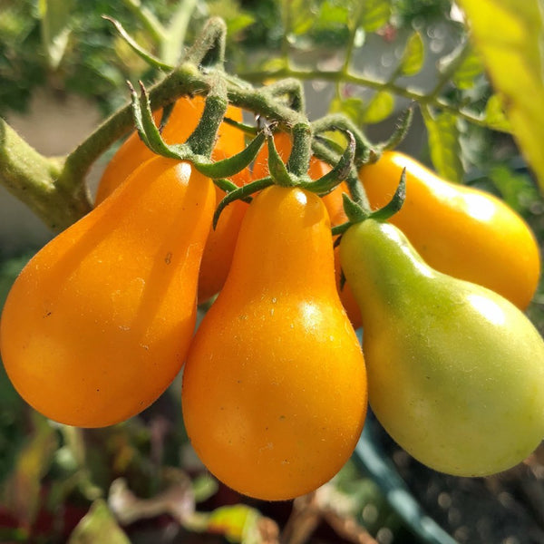 Sungold Yellow Patio Tomato