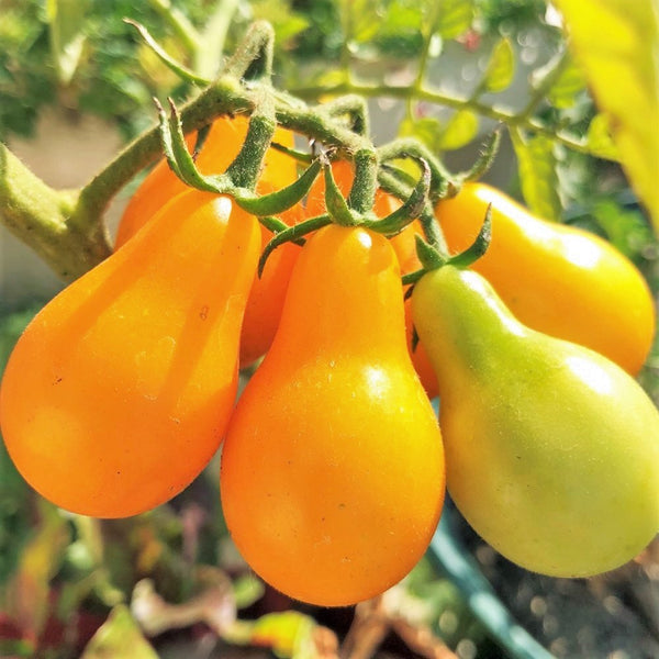 Yellow Pear Tomato