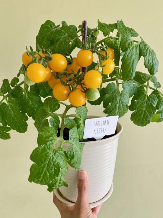 Sungold Yellow Patio Tomato