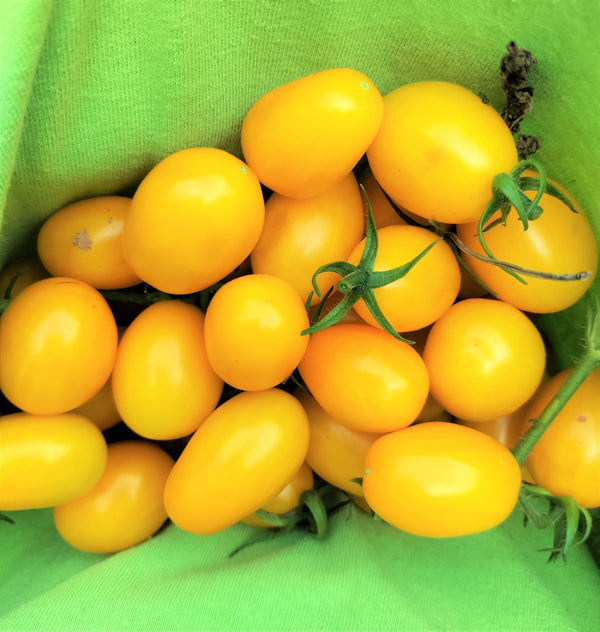Yellow Plum Grape Tomato
