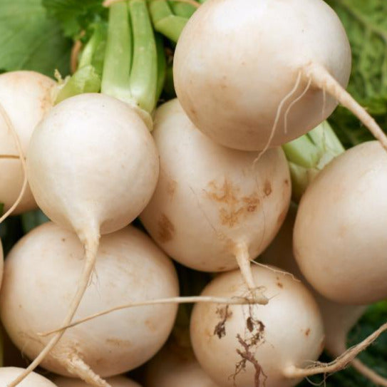 Shogoin Turnip Seeds White Japanese Hakurei Asian Turnips USA Garden