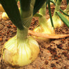 (Vidalia) Yellow Granex Onion