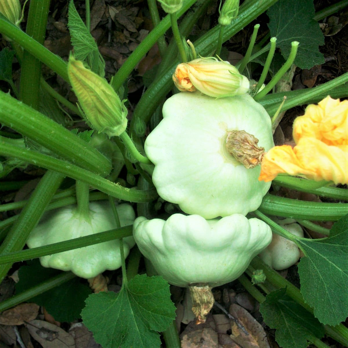 thumbnail image 2 of Early White Bush Scallop Squash Seeds - Patty Pan - TomorrowSeeds (New For 2025) 2 of 6