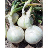 PRE-ORDER NOW! SHIPS OCT. 2023 - Snowball White Onion Sets (Bulbs)