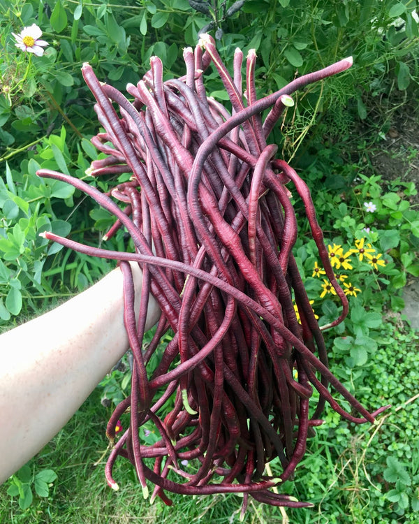 Red Noodle Yard Long Bean