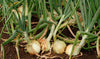 Yellow Stuttgarter Onion Sets (Bulbs)