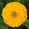 South of the Border Mix Zinnia