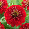 South of the Border Mix Zinnia